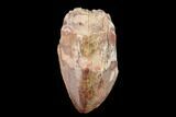 Serrated, Fossil Phytosaur (Redondasaurus) Tooth - New Mexico #133299-1